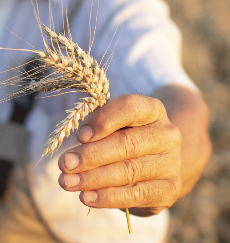portrait-successful-senior-farmer-agronomist-standing-wheat-field-holding-wheat-crops
